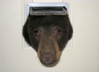 a photo of a bear with his head stuck in a dog door